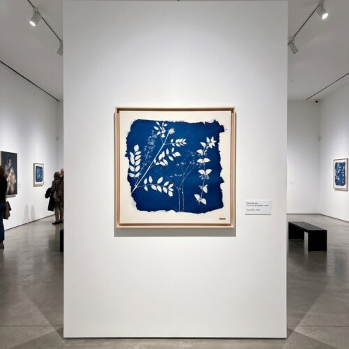 Art mural — Cyanotype sur toile de coton, caisse américaine en chêne blanchi, chèvrefeuille